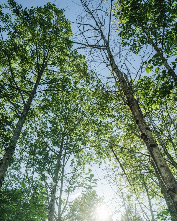 Edmonds Trees